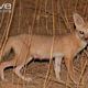 Illustration for article titled Wednesday Woof - Vulpes pallida Edition